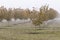 Hazelnut Orchard Dressed in Fall Colors