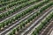 Hazelnut orchard in spring aerial view