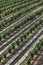 Hazelnut orchard in spring, aerial view