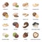 Hazelnut, pistachios, peanuts and other types of nuts.Different types of nuts set collection icons in cartoon style