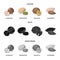 Hazelnut, pistachios, walnut, almonds.Different kinds of nuts set collection icons in cartoon,black,monochrome style