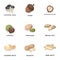 Hazelnut, pistachios, walnut, almonds.Different kinds of nuts set collection icons in cartoon style vector symbol stock