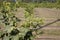 Hazelnut Rows, Willamette Valley, Oregon