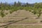 Hazelnut Rows, Willamette Valley, Oregon