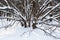 Hazelnut shrub in a snow covered winter forest