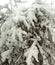 Hazelnut tree covered with heavy snow