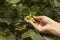 Hazelnut tree in deciduous forest in wild nature