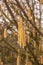 Hazelnut tree with a lot of big yellow hazelnut pollen