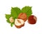 Hazelnut vector illustration. Heap of nuts and green leaves.