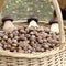 Hazelnuts in basket