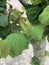 Hazelnuts growing in a hazelnut orchard in the Willamette Valley of Oregon