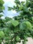 Hazelnuts growing in a hazelnut orchard in the Willamette Valley of Oregon