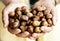 Hazelnuts handful in elderly woman hands