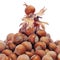 Hazelnuts in shell