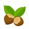 Hazelnuts in a shell with leaves. Healthy food, an ingredient. Flat, cartoon style. Color vector illustration isolated