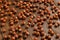hazelnuts with shells evenly scattered on brown wooden table surface