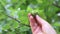 Hazelnuts on a tree grows in the forest