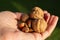 Hazelnuts and walnuts in hand in warm sunlight. Nuts in hand on green background. Healthy food. Good fats concept.