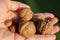 Hazelnuts and walnuts in hand in warm sunlight. Nuts in hand on green background. Healthy food. Good fats concept.