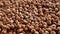 Hazelnuts zoom in. Hazelnut composition and backgorund. Turkish hazelnuts. organic natural food.