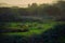 Hazy morning at Brading marshes surrounded by trees and mountains on the Isle of Wight