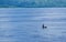 The hazy and mountainous coastline of the Caribbean Island of Haiti as a cruise ship sails by