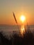 Hazy sunrise through the pampas grass above Mevagissey Bay on the south Cornish coast of England