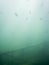 Hazy underwater view of schooling perch fish near sunken trees