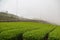 Hazy view of the tea farm and Dingshizhao Lookout