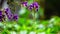 HD 1080p 250fps slow motion  Thai butterfly in garden garden summer flower and butterfly flower butterfly flower butterfly