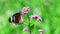 HD 1080p super slow Thai butterfly in pasture VERBENA BONARIENSIS flowers Insect outdoor nature