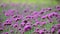 HD 1080p super slow Violet flowers of VERBENA BONARIENSIS nature background