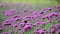 HD 1080p super slow  Violet flowers of VERBENA BONARIENSIS nature background