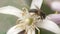 HD Close-up of bee wandering on lemon tree nectar