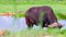 HD close up video of an African buffalo grazing at a waterhole in Tsavo East National Park, Kenya. It`s a wildlife in