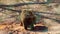 HD close up video of a Brown bear.