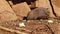 HD close up video of group of Porcupine bears eating vegetables.