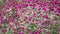 HD of the globe amaranth flowers