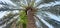 HD image captured of palm tree from lower angle.