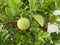 Hd photo Of Beautiful lemon on tree