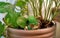 HD photo of a Laughing Buddha in a planter