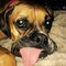 HD Picture Of Cute Boxer With Tongue Out