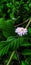 Hd quality beautiful green lefe white flower photo
