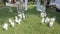 HD shooting of the decorated yard for wedding ceremony all in white