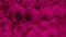 HD video of abstract sphere rows background, with black animated shadows going over balls illuminated with pink color.