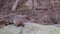 HD video of Banded mongoose on the stone. They walks among themselves and cuddles. The banded mongoose is a mongoose