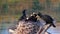 HD video of a cormorant sowing babies in the nest are fighting and playing. They are hungry and want food from their