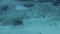 HD video footage of a Pearly Razorfish Xyrichtys novacula in the Mediterranean Sea