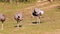 Hd video of group of Ostrich as it stands on green grass and cleans his feathers.