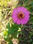 HDR Flower Fresh Bloom Pink Petal atau Backyard